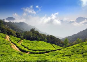 mountain tea plantation in India