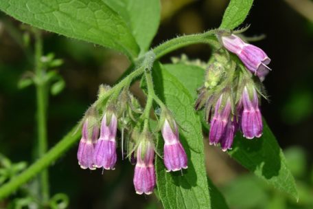 Herbata z żywokostu - bezpieczna czy toksyczna