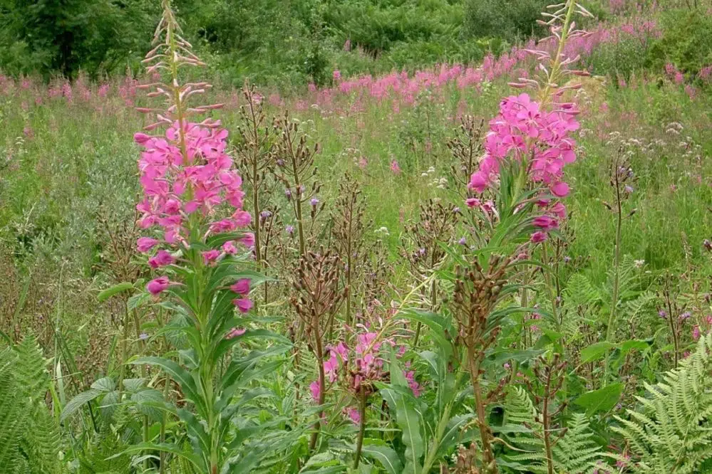 Problemy z prostatą, włosami lub trądzikiem? Wypróbuj herbatę z ziela wierzbownicy
