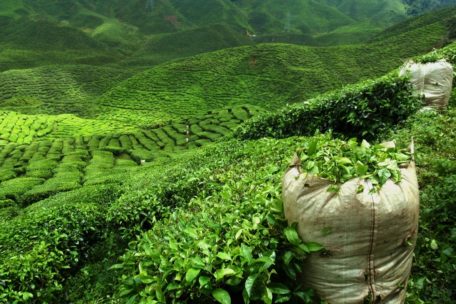 Fermentacja czy oksydacja – jakim procesom zostaje poddana herbata?