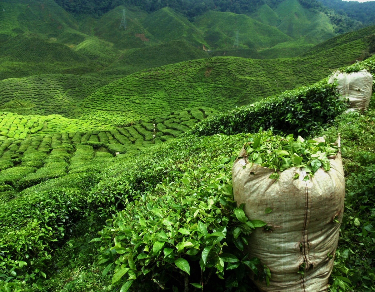 Fermentacja czy oksydacja – jakim procesom zostaje poddana herbata?