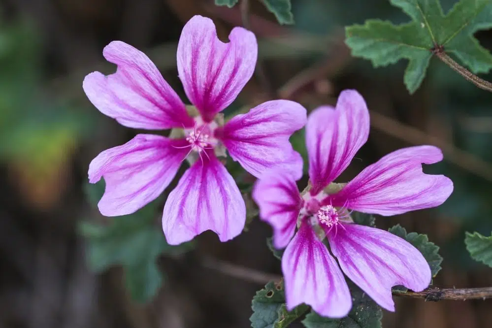 Kwiaty ślazu - malwy – zastosowanie i przeciwskazania