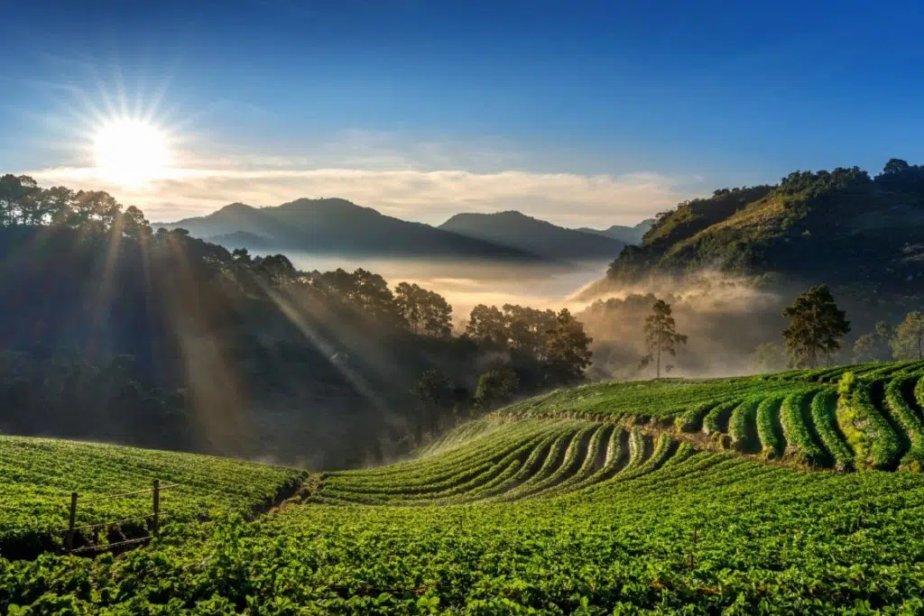 beautiful strawberry garden and sunrise on doi ang khang , chian