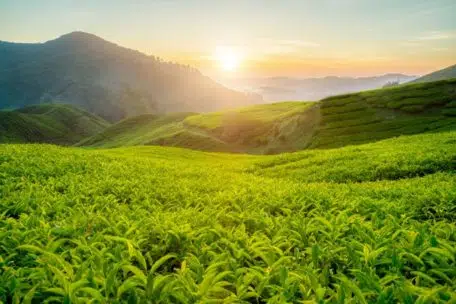 tea plantation in cameron highlands, malaysia