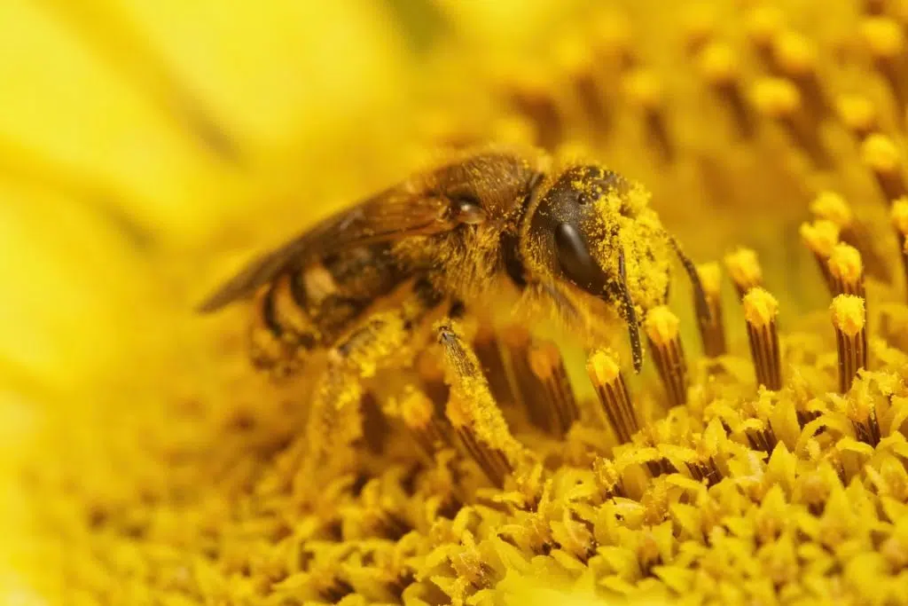closeup of a female halictus scabiosae, collecting pollen from a yellow flower