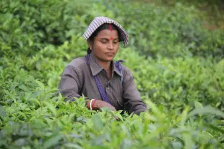Rodzaje herbaty Darjeeling