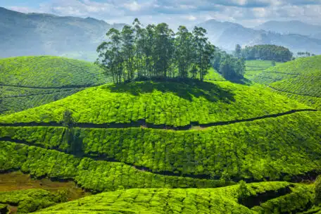 Ekologiczne i zrównoważone uprawy herbaty