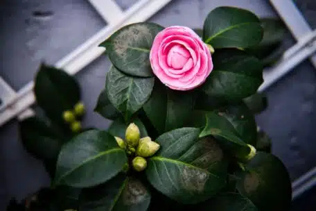 Jak hodować krzew herbaciany