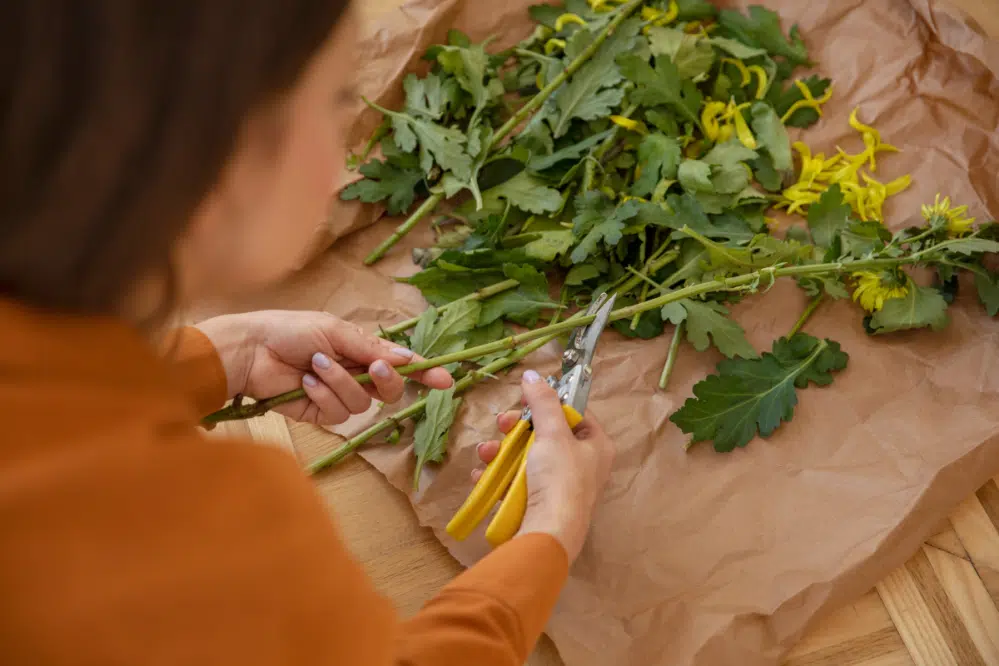 Zielarstwo i fitoterapia