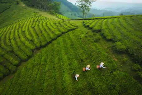 Klimat i terroir herbaty: jak środowisko kształtuje smak naparu